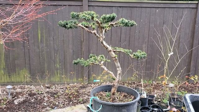 Nursery Stock to Bonsai - Tsuga Canadensis: Canadian Hemlock Jervis 2020 смотреть онлайн