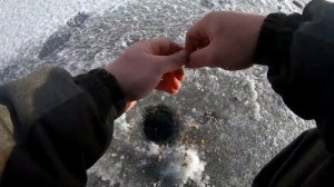 Ловля Плотвы на Вымя и покаток с секретом. Рыбалка на плотва зимой в Глухозимье.