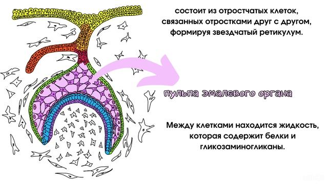 Развитие зубов часть (2). Эмалевый орган. Зубной сосочек. Зубной мешочек. смотреть онлайн