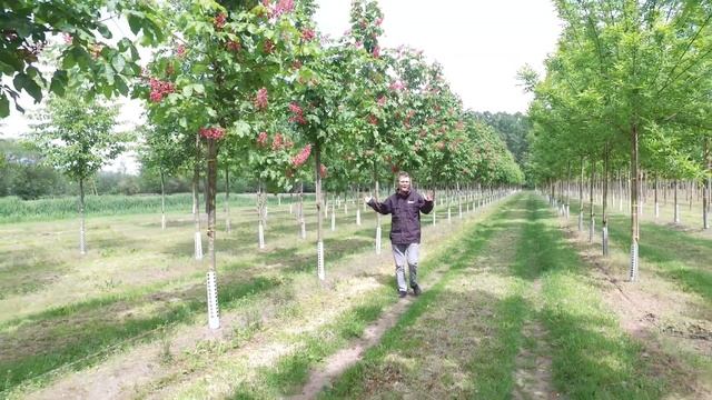 Aesculus carnea 'Briotti' смотреть онлайн