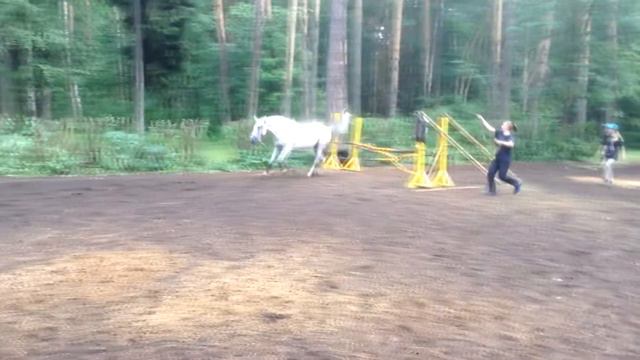 Напрыгивание лошадей 2