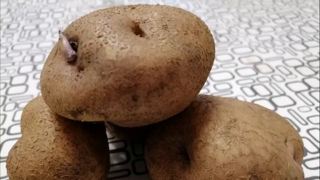 5 урожайных сортов картофеля в Сибири смотреть онлайн