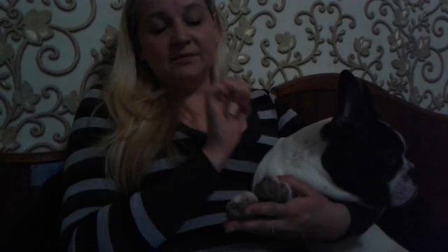 Как правильно выбрать щенка французского бульдога смотреть онлайн