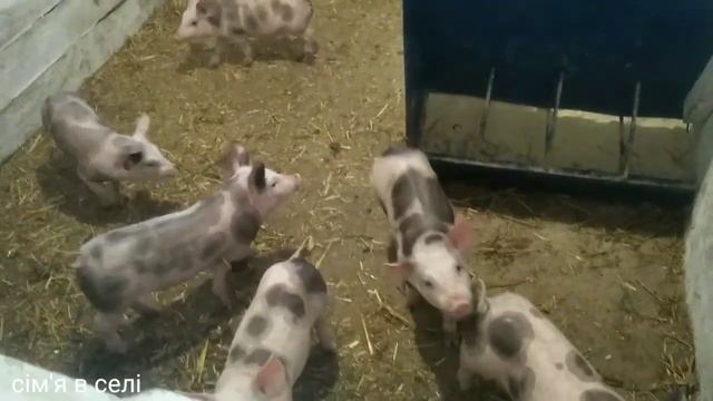Таблица кормления супоросных свиноматок ✓1 в Украине. Сім'я в селі. смотреть онлайн