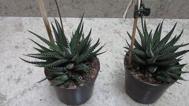 #Suculentadodia! | Haworthia Attenuata смотреть онлайн