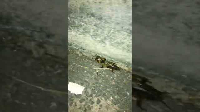 Нашли монстра, медведка!