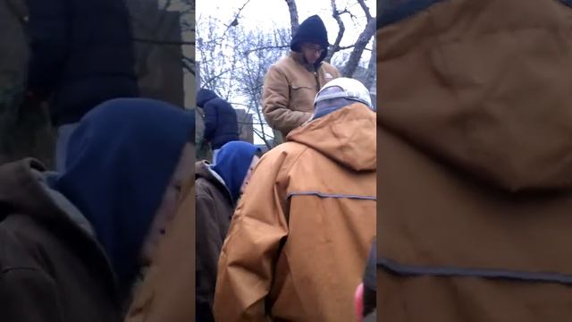 Picea glauca 'Pixie Dust' (Rainbows End™) Rainbow's End Dwarf Alberta Spruce смотреть онлайн