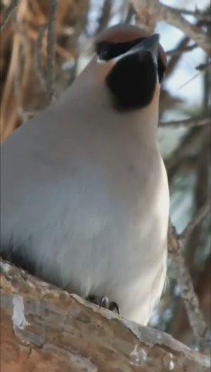 #shorts Свиристель на ветке сосны сидит