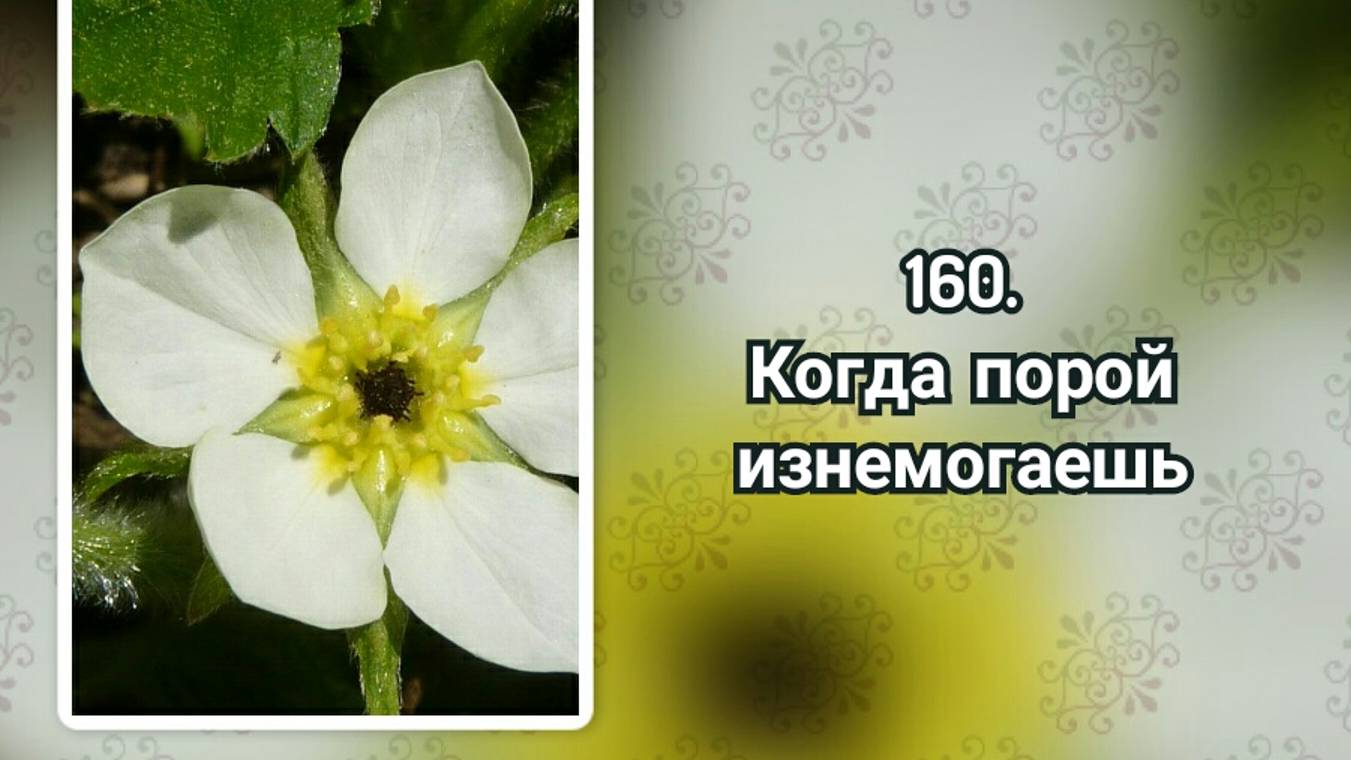 Гимны надежды 160 Когда порой изнемогаешь (-) смотреть онлайн