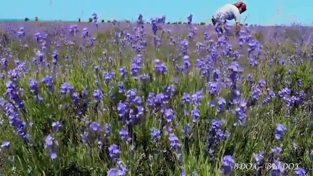 Живое звучание обитателей матушки природы в летний период. смотреть онлайн