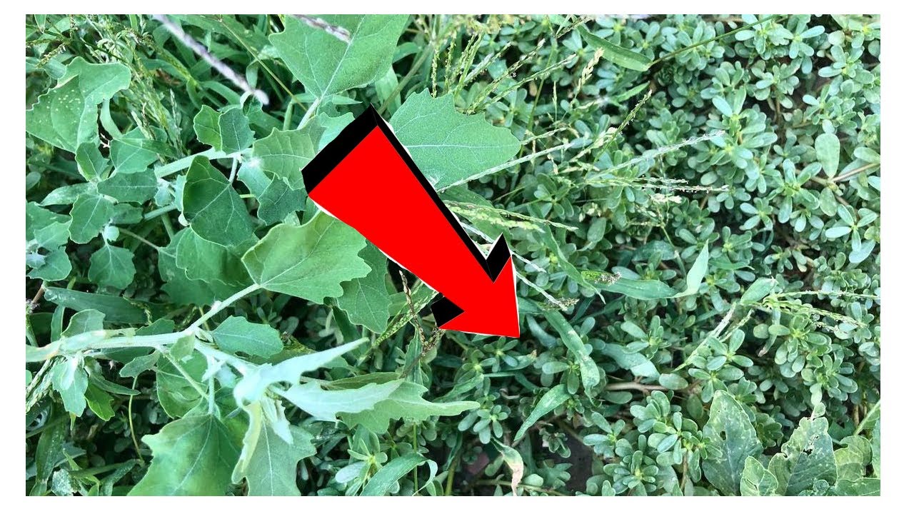 ПОЛЕЗНЫЕ СОВЕТЫ