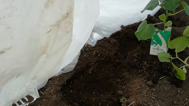 ПОСАДКА ОГУРЦОВ в теплую лунку. Урожайный способ выращивания огурцов. смотреть онлайн