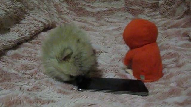 Две собачки, у эллекрической батреечное сердце не выдержало смотреть онлайн