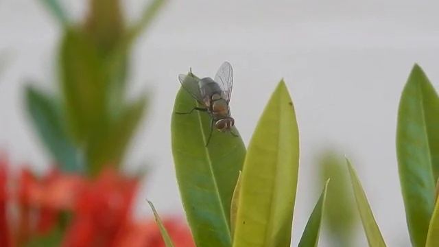 Nikon Coolpix L820 Slow Motion смотреть онлайн