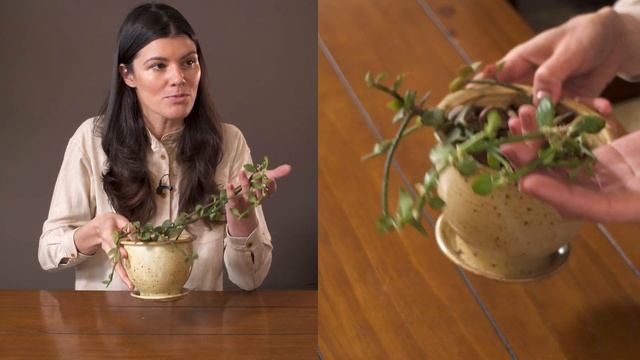 Ceropegia sandersonii Houseplant Care – 350 of 365 смотреть онлайн