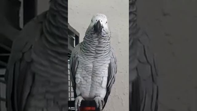 Не важно что говорить, главное чтобы дали выступить на собрании... смотреть онлайн