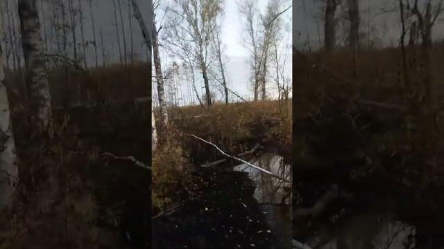 среда обитания бобра смотреть онлайн