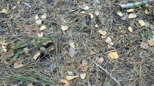 Велопрогулка. Посёлок Палкино +Палкинские каменные палатки+ Каменная чаша. смотреть онлайн