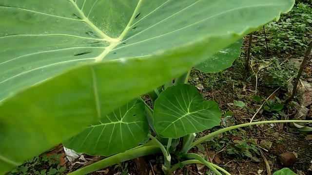 Jenis Tanaman sente смотреть онлайн