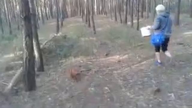 БЕЛЫЕ ГРИБЫ И ПОЛЬСКИЕ.???? 17МАЯ 2018Г.Луганская обл. смотреть онлайн