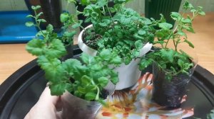 БАКОПА. СОХРАНЯЮ ДО ВЕСНЫ.