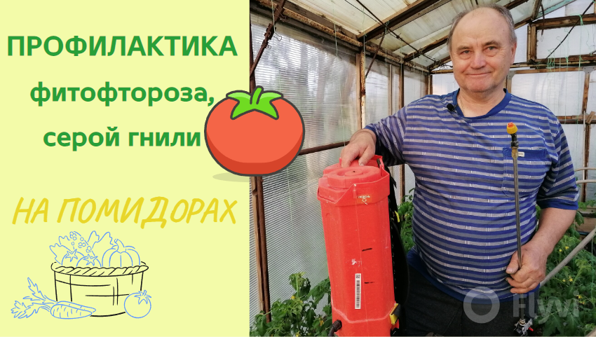 Профилактика ФИТОФТОРОЗА и СЕРОЙ ГНИЛИ на помидорах