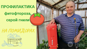 Профилактика ФИТОФТОРОЗА и СЕРОЙ ГНИЛИ на помидорах