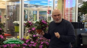 Новогвинейский бальзамин