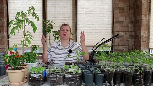 Все советуют одно и то-же. Моя рассада растет иначе смотреть онлайн