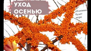 Сделайте это с облепихой осенью для обсыпного урожая на следующий год! Уход за облепихой осенью!