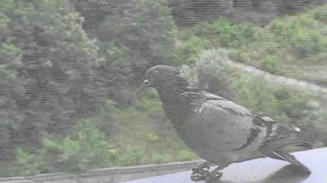 Зайти в гости или нет? смотреть онлайн