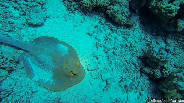 Sea Turtles And Sea Life In The Underwater Canyon At Ras Nasrani, Red Sea, Egypt