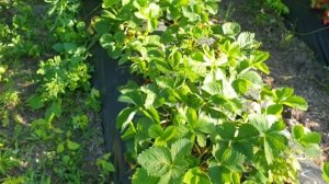 Клубника Чамора Туруси