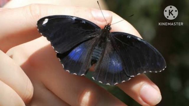 Seeing Black Butterfly In Dreams Meaning In (Hindi) смотреть онлайн