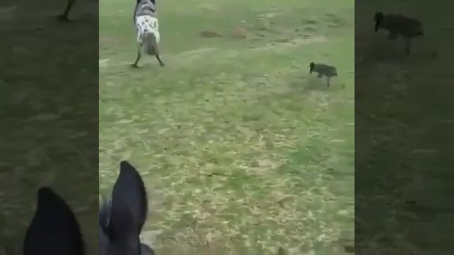 Кот VS собака лошадь. смотреть онлайн