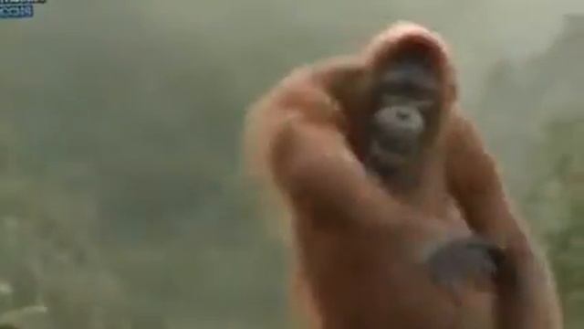 Офигительные танцы народа негры смотреть онлайн