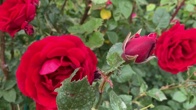 11.05.2024 Цветы у дома