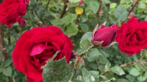 11.05.2024 Цветы у дома