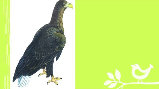 Красная книга Зырянского района смотреть онлайн