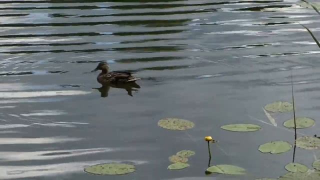 Лесное озеро / Бабелите смотреть онлайн