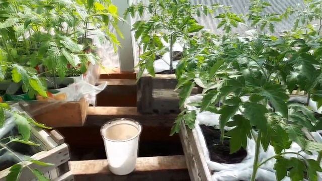 Рассада томатов в полиэтиленовых пакетах, первая подсыпка. смотреть онлайн