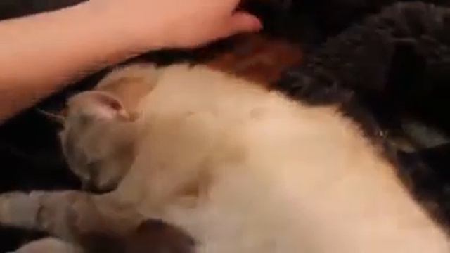 Сосут у кошки смотреть онлайн