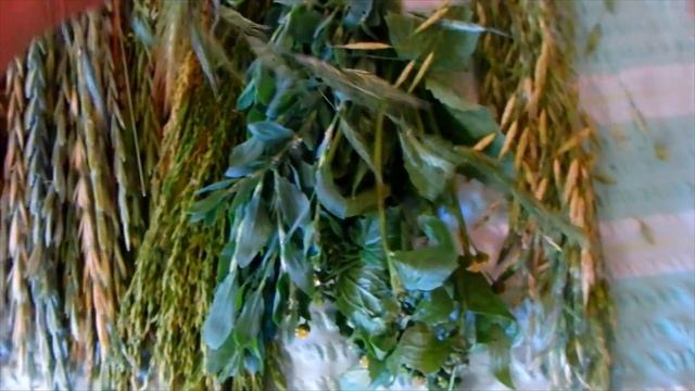 Вкусно есть не запретишь или еще немного о зелени для корелл. Трава для попугаев. смотреть онлайн