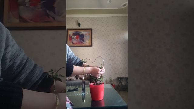 Beautiful and easy English Ivy Topiary/ How to make Topiary смотреть онлайн