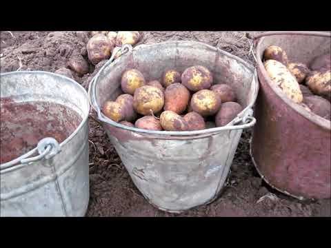 "Счастливые" дни колхозника! смотреть онлайн