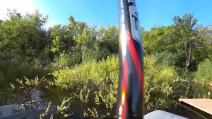 Карп на боковой кивок.Огромный карп тащит в коряги.