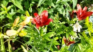 Ф. Шопен.  Ноктюрн № 18.