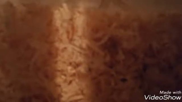 Первое видео! Как поменять струшку у хомяка. смотреть онлайн