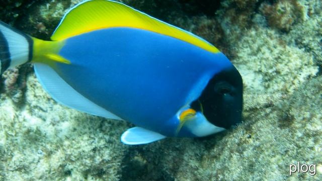 фильмы про животных для детей смотреть онлайн