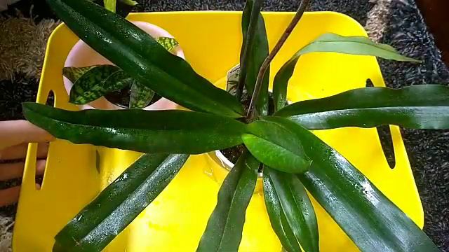 Полив пафиопедилума и фрагмипедиума или просто башмаков. #Phragmipedium #Paphiopedilum смотреть онлайн